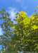 Closeup of green underside of Deborah Norway Maple's leaves in the summertime.