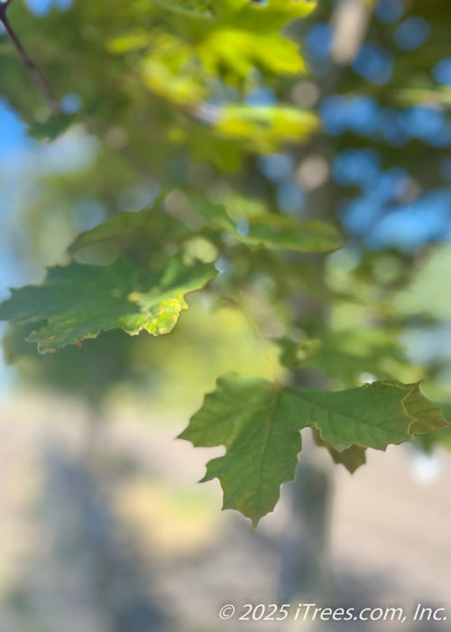 Closeup of Deborah Norway Maple's green leaves in the summertime.