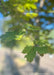 Closeup of Deborah Norway Maple's green leaves in the summertime.