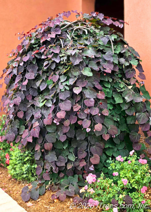 A maturing Ruby Falls Redbud with dark purple leaves changing to green cascading from it's weeping branches, planted in a side landscape bed alongside rose bushes.