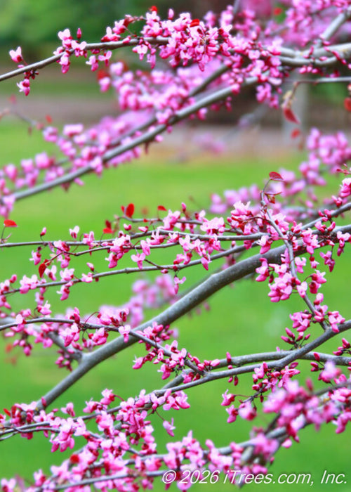 Closeup of small dark pink flower buds  coating weeping branches, opening to reveal light pink flowers brushed with rosy purple hues. 