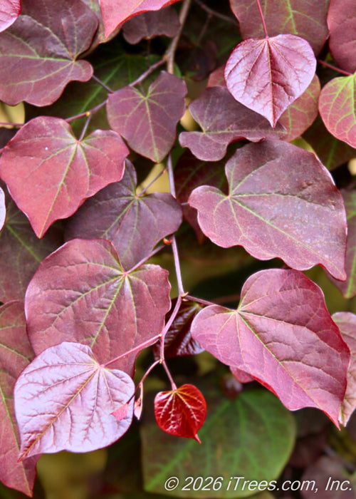 Closeup of large, heart-shaped deep purple, velvety leaves. 