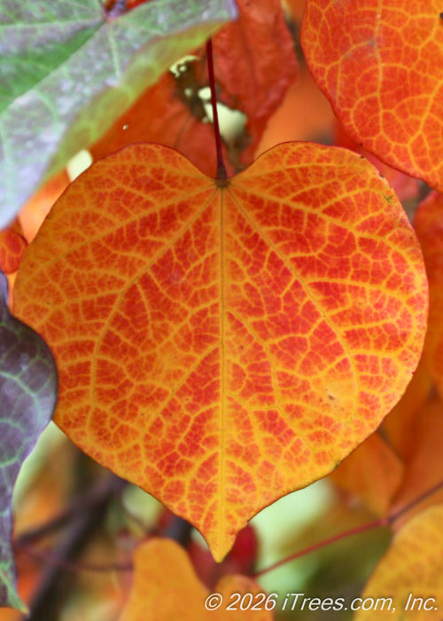 Closeup of a Ruby Falls Redbud leaf in autumn with hues of yellow to red-orange.