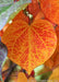Closeup of a Ruby Falls Redbud leaf in autumn with hues of yellow to red-orange.