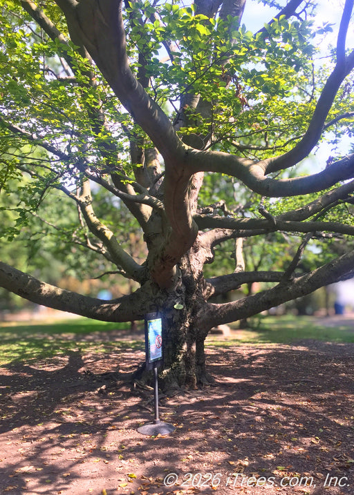 A large mature, American Beech with a large, stout trunk and long, low-sweeping branches with green leaves grows in a local zoo's park. 