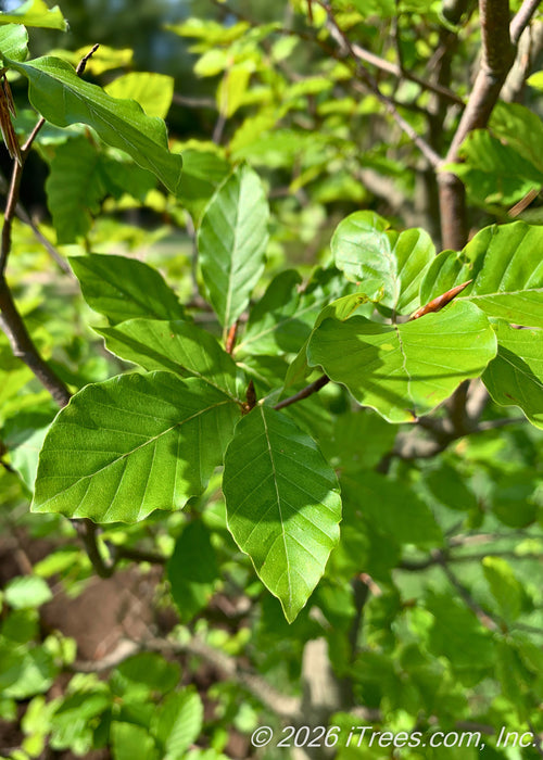 Closeup of large green leaves. 