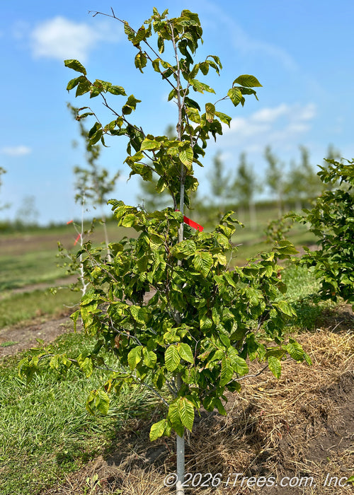 American Beech growing in the nursery with green leaves. 