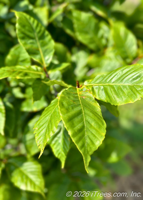 Closeup of newly emerged long, shiny green leaves.
