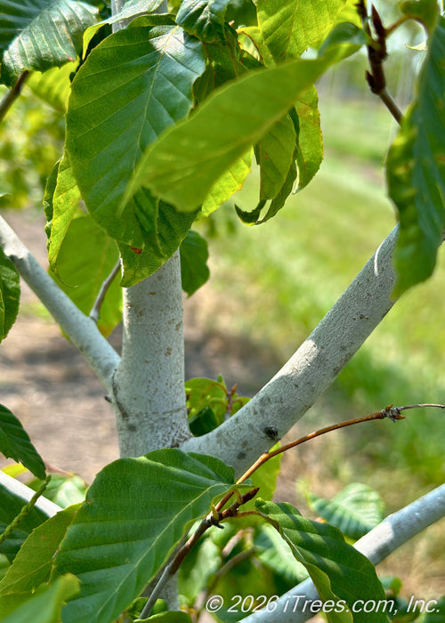 Closeup of a young American Beech tree's smooth light gray bark and large green leaves.