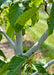Closeup of a young American Beech tree's smooth light gray bark and large green leaves.