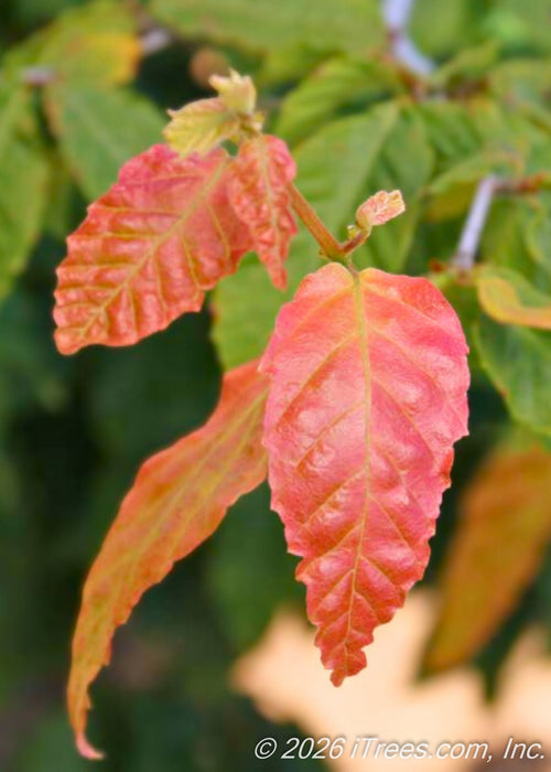 Closeup of a newly emerged leaf with red-orange hues and green veins.
