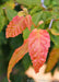 Closeup of a newly emerged leaf with red-orange hues and green veins.