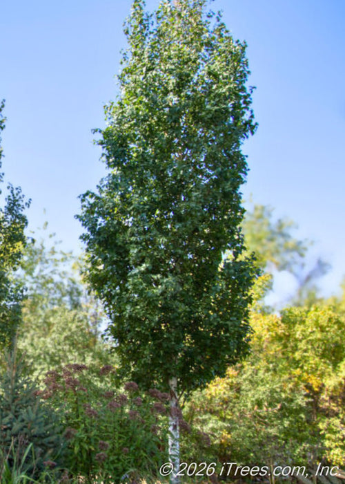 A maturing Parkland Pillar Birch with a tightly branched canopy of dark green leaves contrasted by chalky white bark, growing in a garden.  