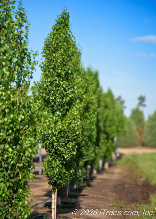 A row of Parkland Pillar Birch with shiny, dark green leaves grow in a row at the tree farm.
