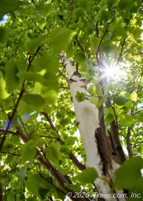 View looking up at the center of the trunk and canopy with the sunshine filtering through. 