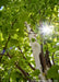 View looking up at the center of the trunk and canopy with the sunshine filtering through. 
