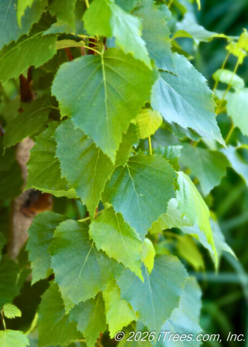 Closeup of dark green finely serrated leaves. 