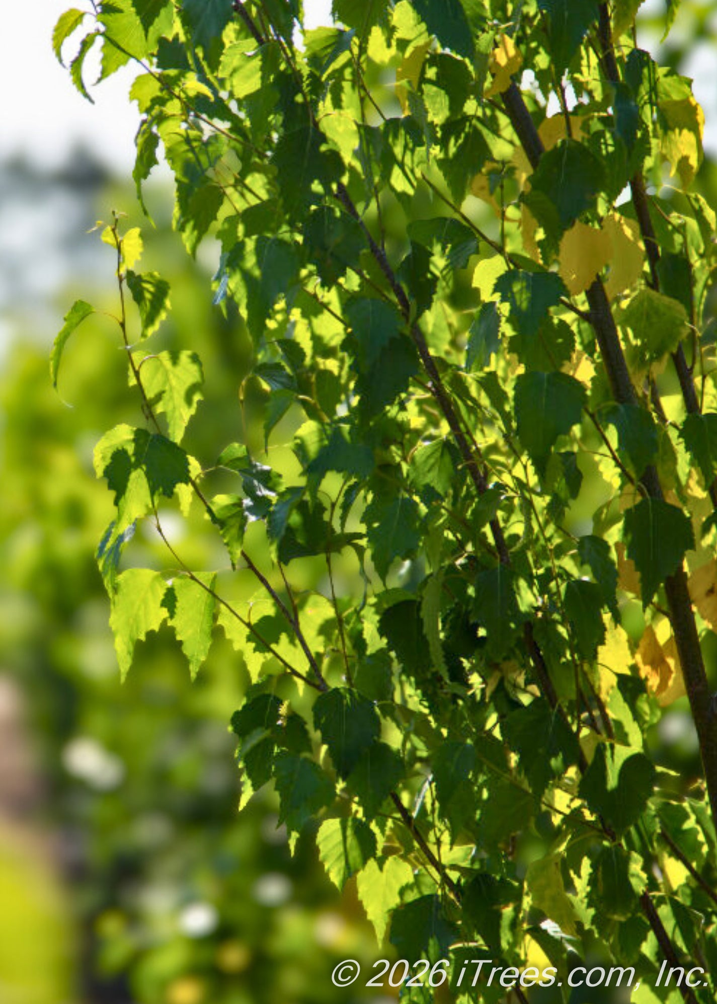 Parkland Pillar® Birch