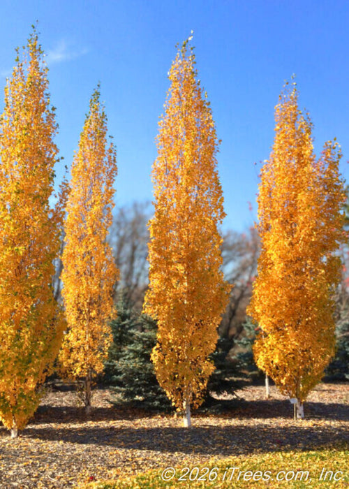 A small grove of Parkland Pillar Birch trees with glowing golden fall color. 