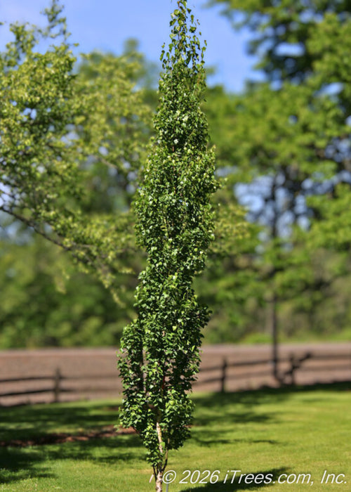 A young Parkland Pillar Birch stands alone in a residential yard showcasing its upright, tightly branched canopy of dark green leaves. 