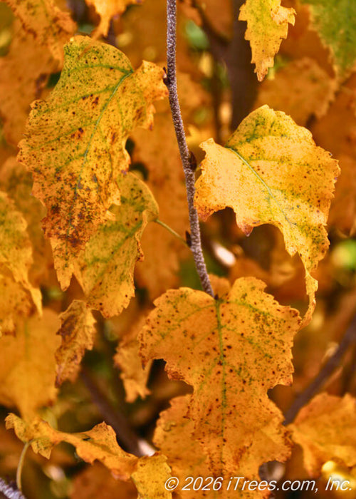 Closeup of bright yellow-gold fall leaves with rusty red spots and light green veins. 