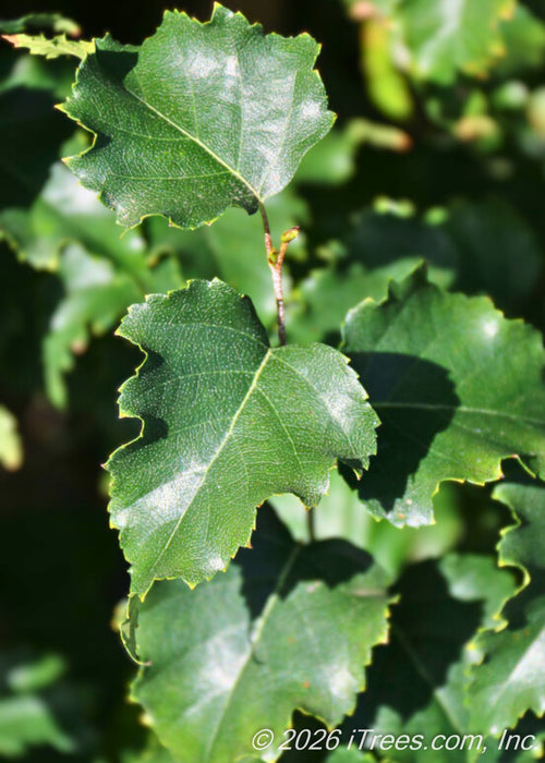 Closeup of shiny, dark green finely toothed leaves with light green veins. 