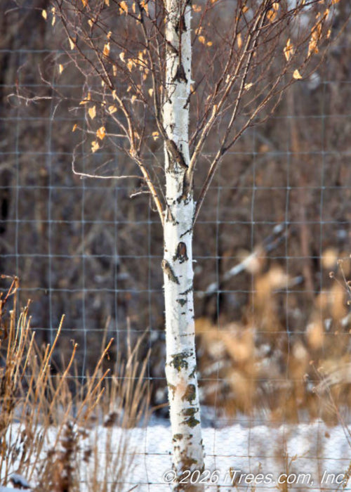 Parkland Pillar Birch with a bare canopy and a chalky white trunk in winter. 