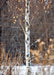 Parkland Pillar Birch with a bare canopy and a chalky white trunk in winter. 