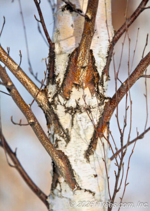 View of bare brown branches and a white trunk in winter. 