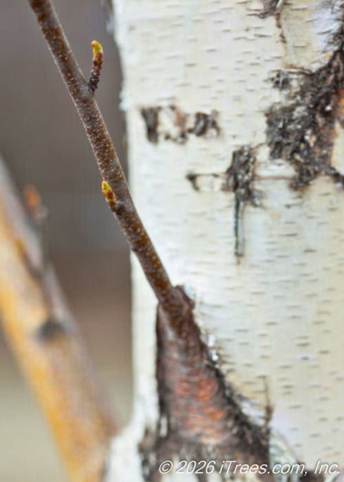 Closeup of newly emerging tiny buds on the tip of a small brown branch with its white trunk in the background. 
