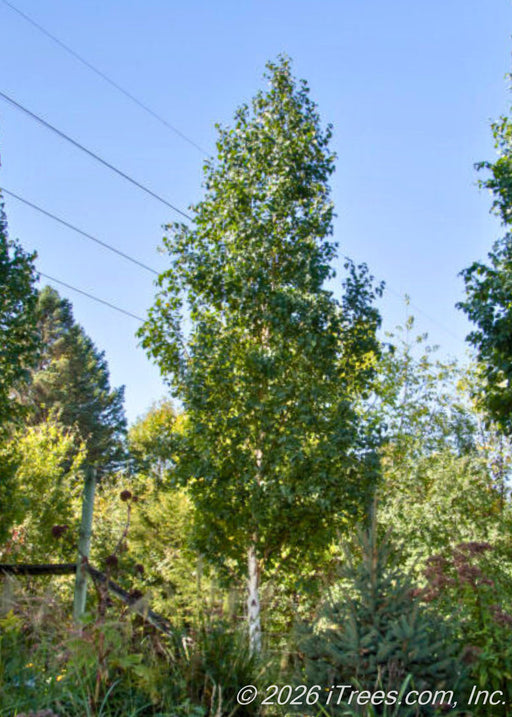 A maturing Parkland Pillar Birch with a tightly branched canopy of dark green leaves contrasted by chalky white bark, growing in a garden.  