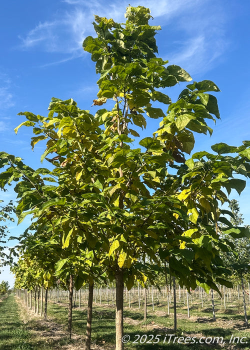 A 3.5 inch caliper Northern Catalpa in the nursery's field in early October with leaves starting to change from bright green to yellow. 