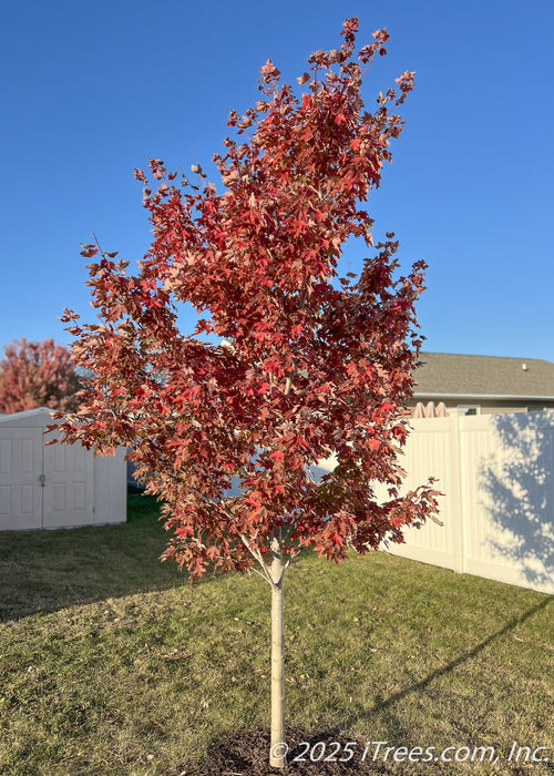 A young, newly planted Redpointe Red Maple in autumn showing off its consistent deep red fall color and upright oval to pyramidal form.