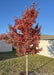A young, newly planted Redpointe Red Maple in autumn showing off its consistent deep red fall color and upright oval to pyramidal form.