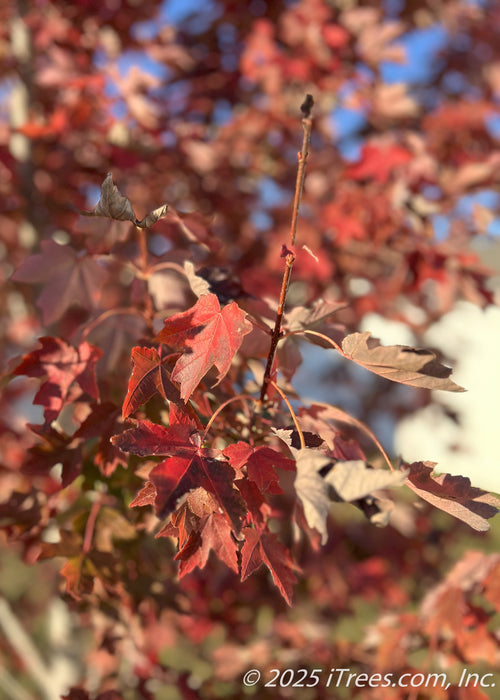 Closeup of Redpointes intense red fall color on the end of a tree's branch.