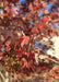 Closeup of Redpointes intense red fall color on the end of a tree's branch.