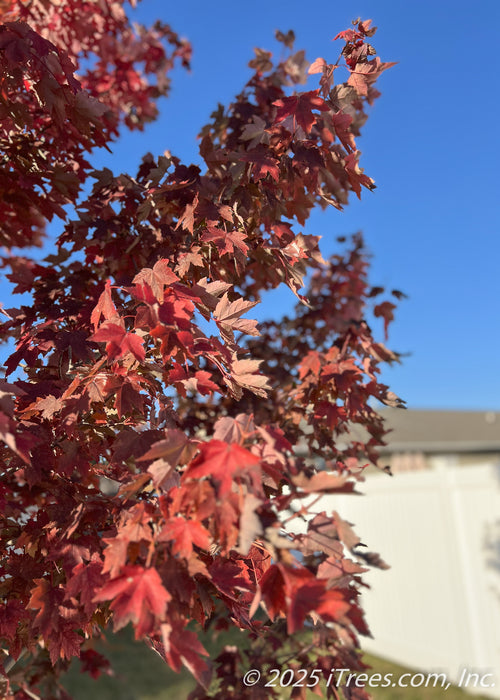 Closeup of outer branching showing intense red fall color against a bright blue sky in the background.
