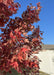 Closeup of outer branching showing intense red fall color against a bright blue sky in the background.