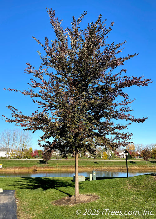 A young Frontier Elm growing in a landscape near a pond, in mid-October with changing leaves from dark green to a deep red.