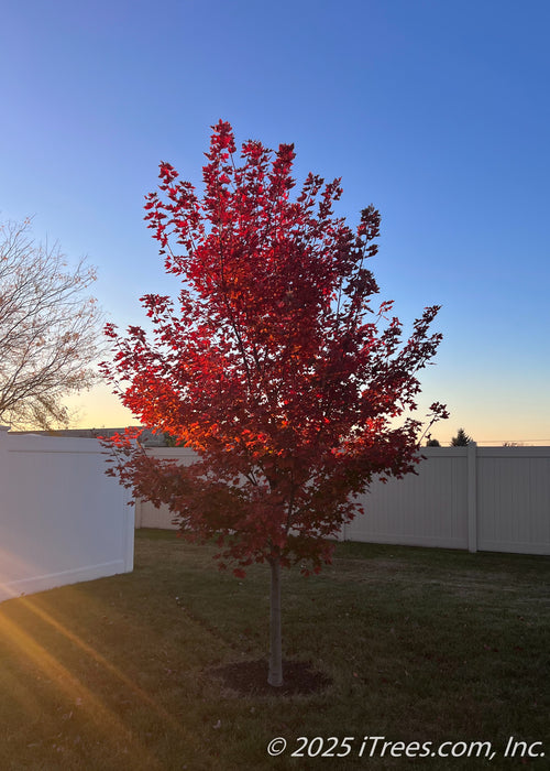 Redpointe Red Maple in fall with the morning sunrise filtering through the tree's leaves.
