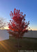Redpointe Red Maple in fall with the morning sunrise filtering through the tree's leaves.