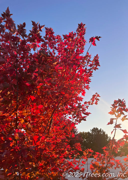 Closeup of canopy looking up toward the sky showing the brilliant red fall color being filtered by the morning sunrise.