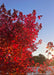 Closeup of canopy looking up toward the sky showing the brilliant red fall color being filtered by the morning sunrise.