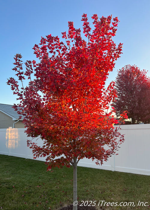 Redpointe Red Maple in autumn showing its brilliant red fall color with the morning's sun rays filtering through the canopy.