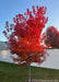 Redpointe Red Maple in autumn showing its brilliant red fall color with the morning's sun rays filtering through the canopy.
