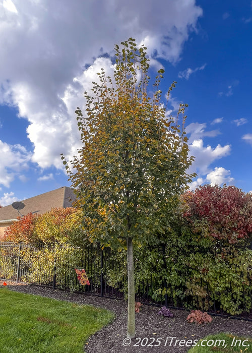 A young Greenspire Littleleaf Linden planted in a back side yard landscape bed outside a neighboring fence, seen in autumn with green leaves changing to yellow-gold.
