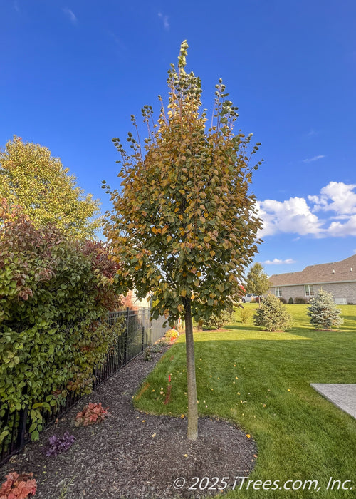 A young Greenspire Littleleaf Linden planted in a back side yard landscape bed outside a neighboring fence, seen in autumn with green leaves changing to yellow-gold.