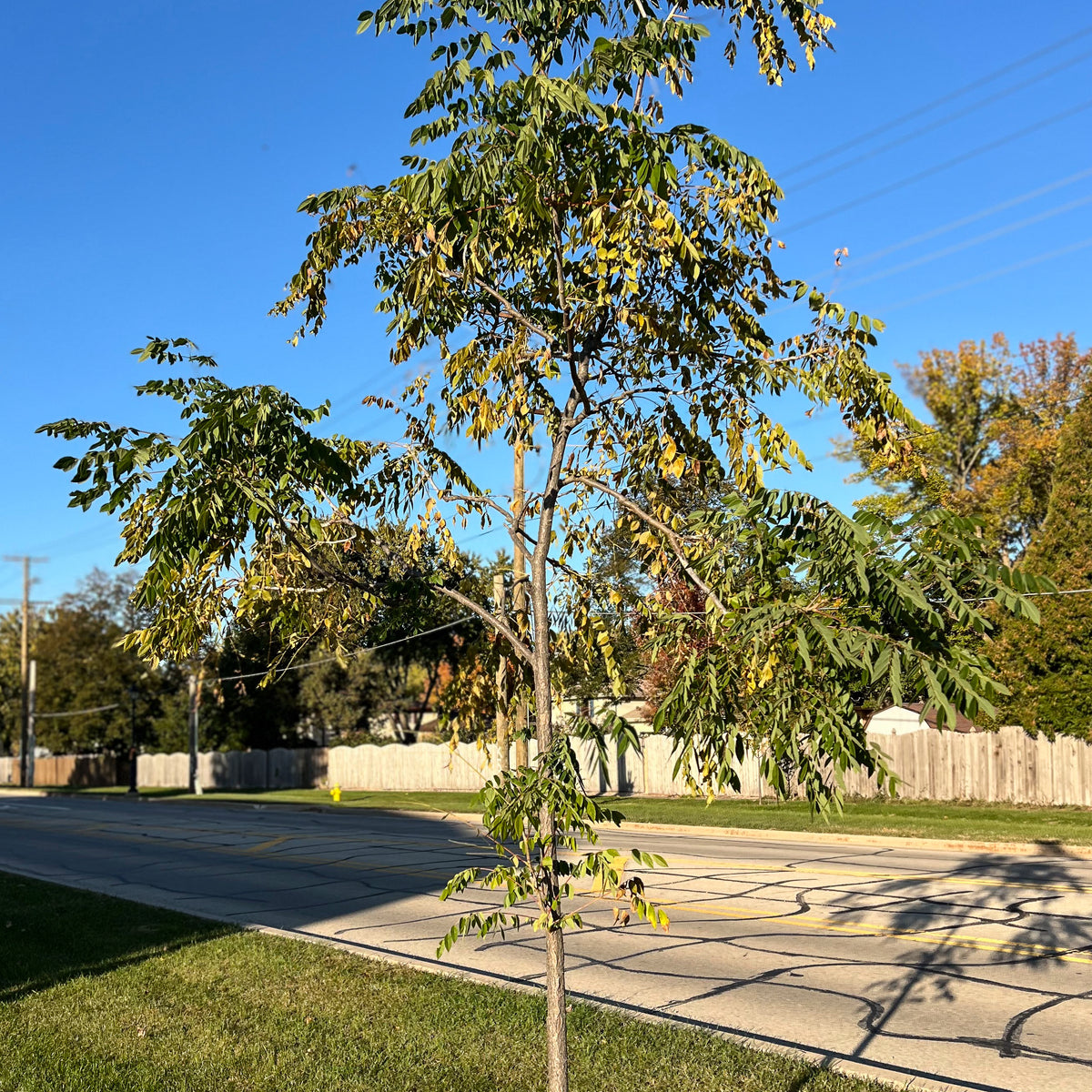   カムループス True North™ Kentucky Coffee Tree