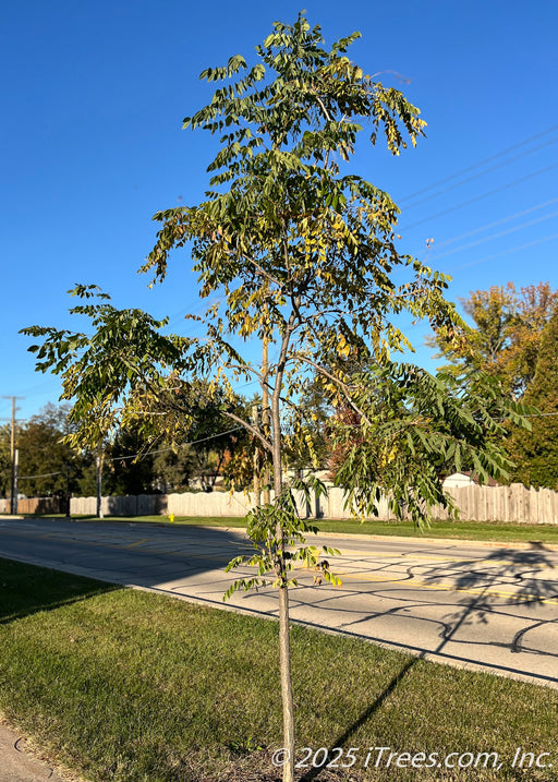 A young, True North Kentucky Coffee Tree on the parkway in late October with still green leaves on the canopy. 
