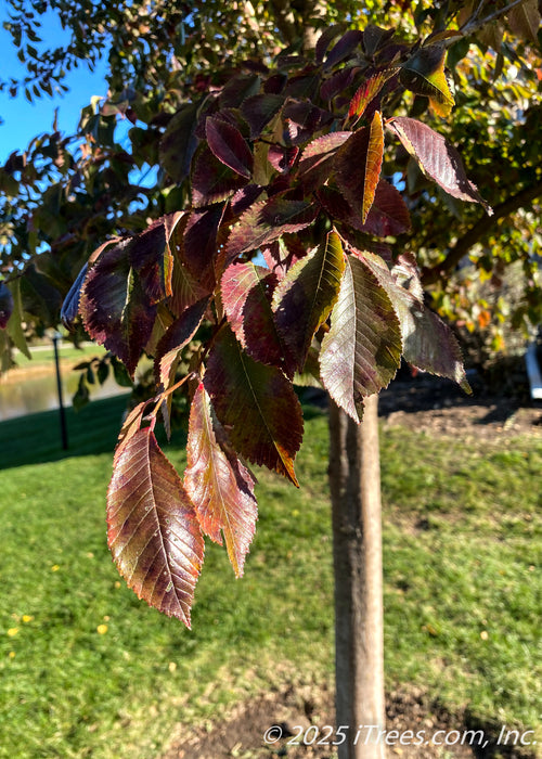 Closeup of Frontier Elm' finely serrated leaves in autumn with changing foliage from dark green to a deep red. 
